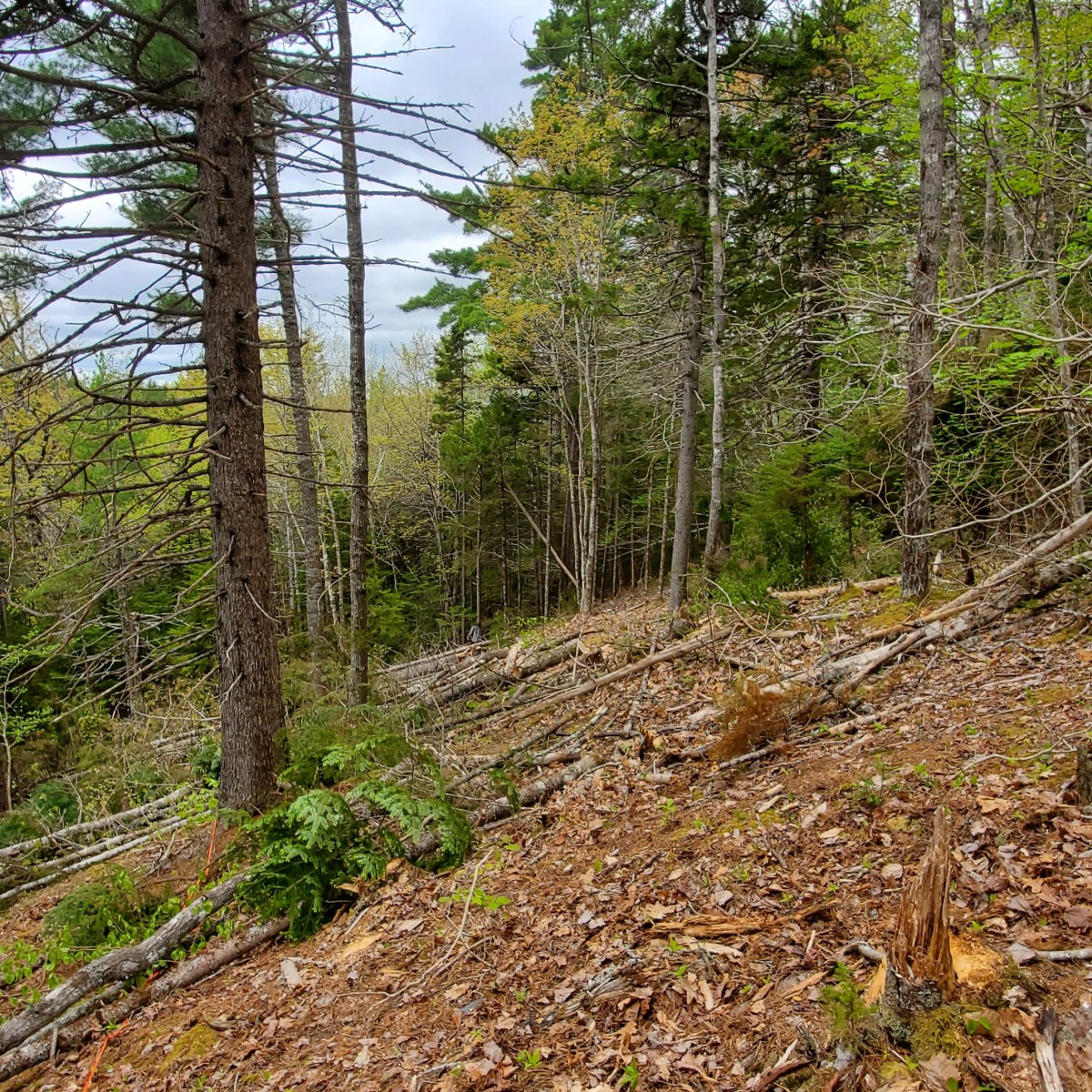 Cutting down the&nbsp;hill.