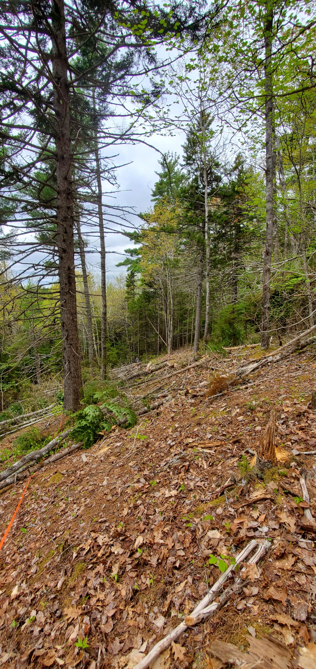 Cutting down the&nbsp;hill.