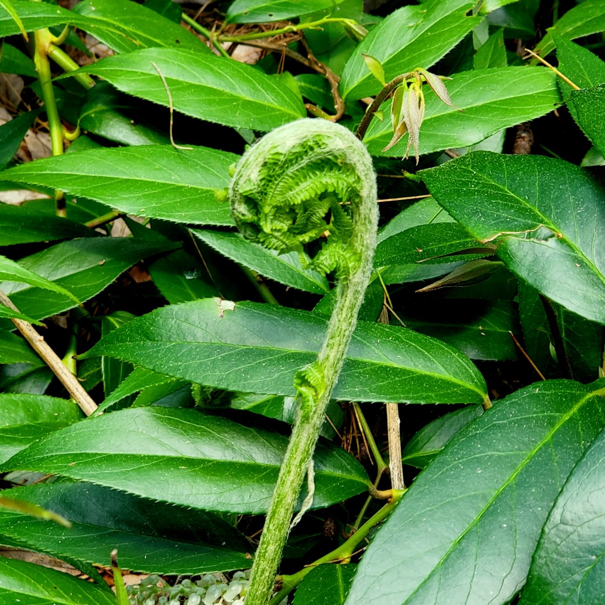 Beauty in the&nbsp;Woods