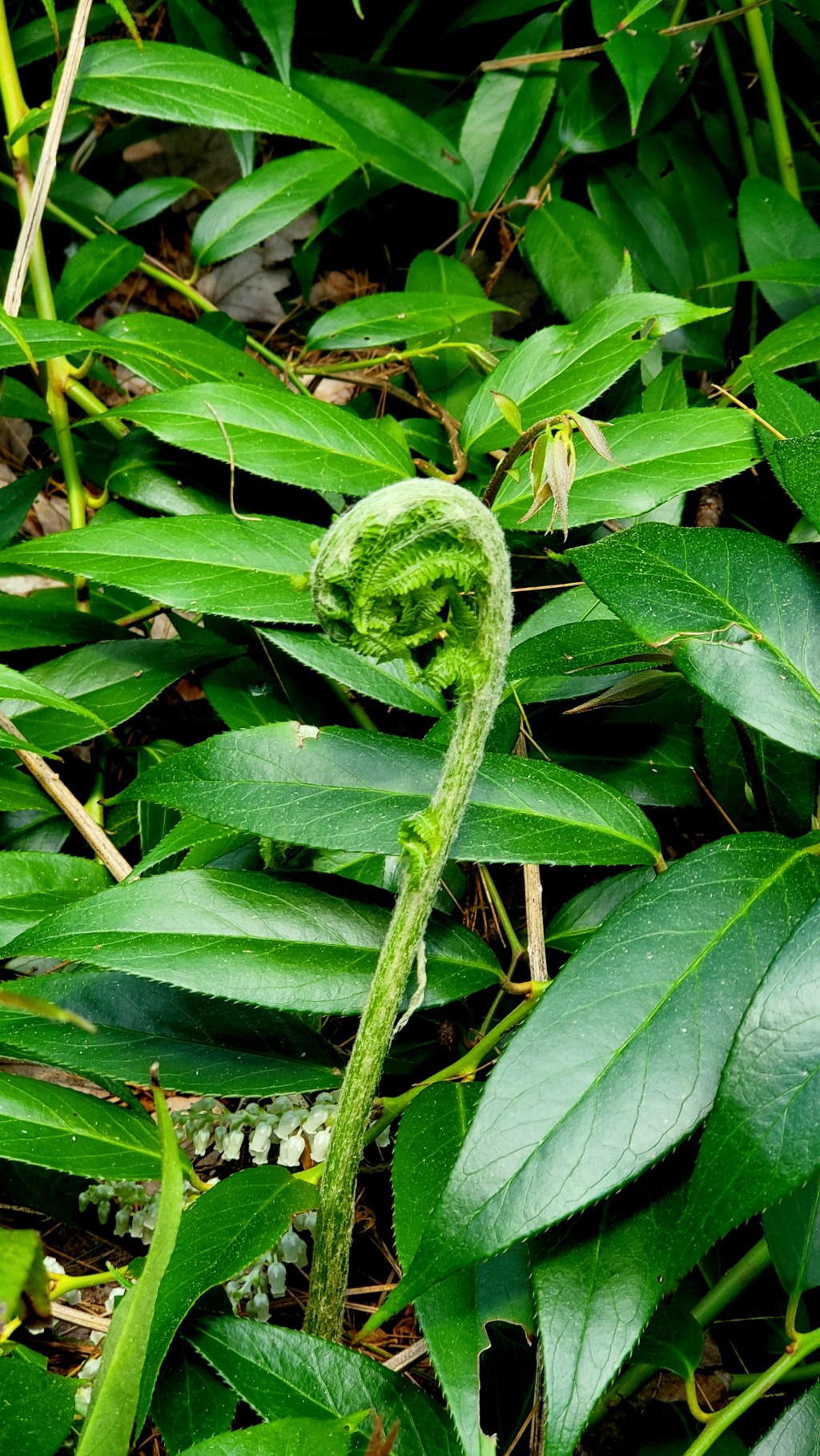 Beauty in the&nbsp;Woods