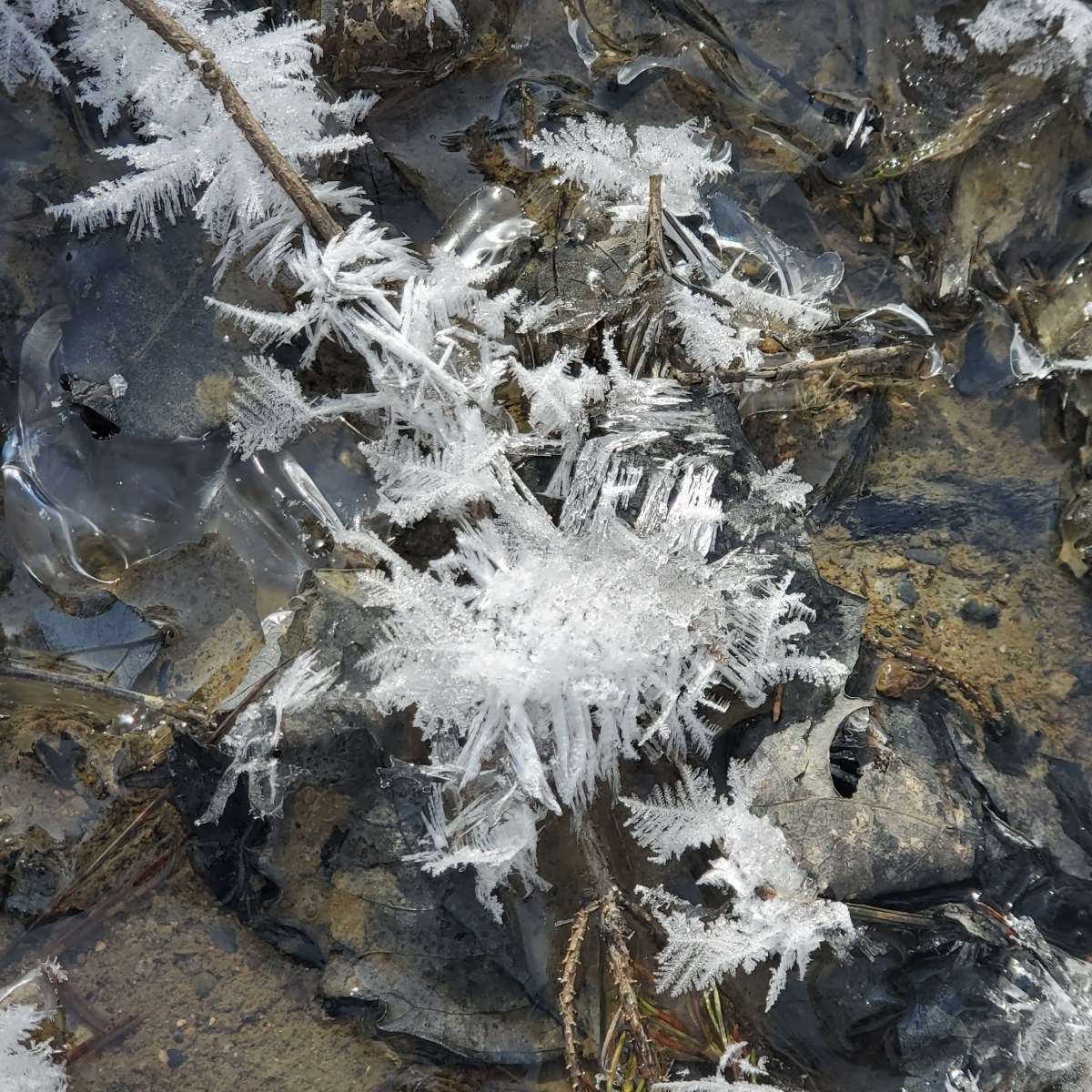 Walking Through Winter